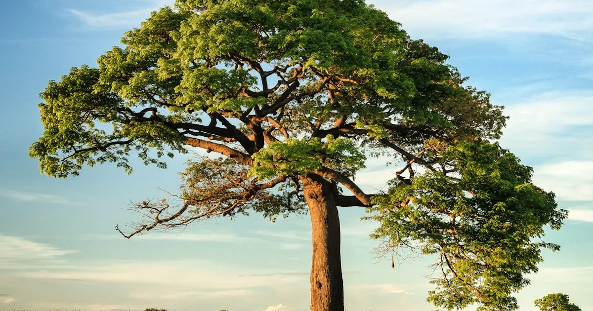 The Oldest Trees in the World