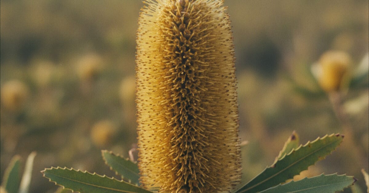 Banksia Identification: Flowers, Leaves, and Species Guide