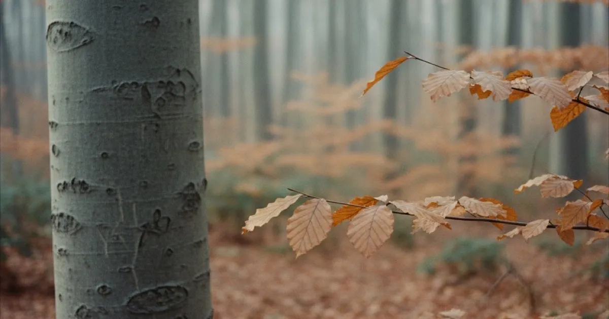 Beech Tree Identification: Bark, Leaves, and Species