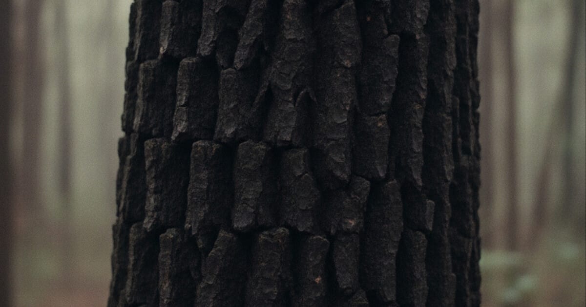 Black Hickory Tree Identification: 7 Reliable Signs