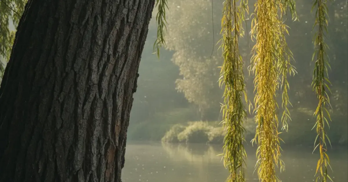 Black Willow vs Weeping Willow: How to Tell Them Apart