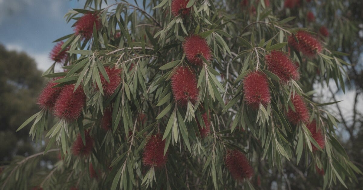 Bottlebrush Tree: Leaves, Flowers and Identification Guide