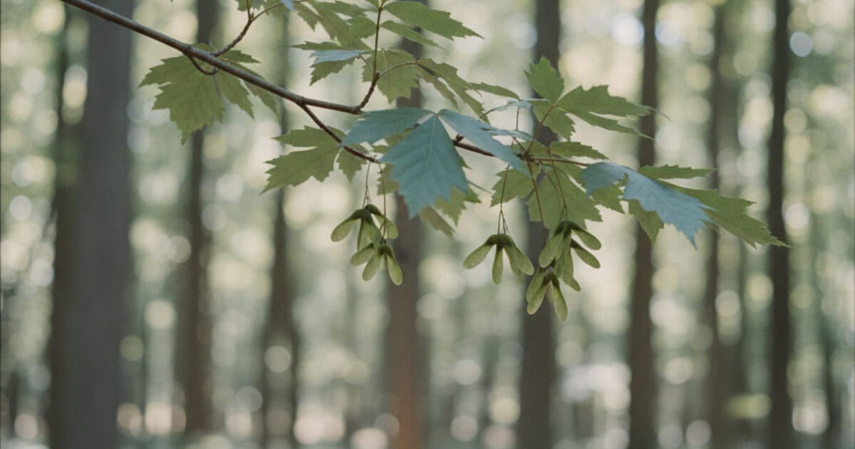Box Elder Tree Identification: 7 Reliable Signs