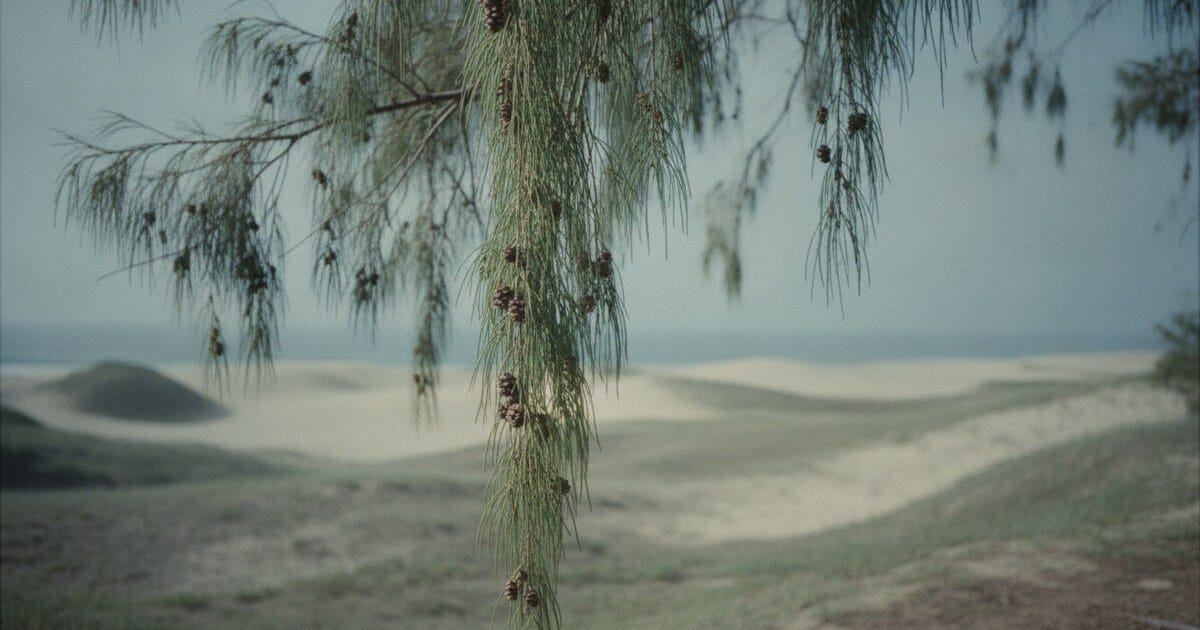 Casuarina Tree Identification: Leaves, Bark & Cones