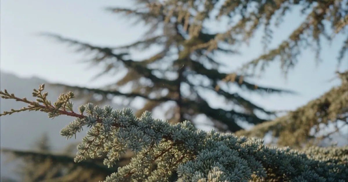 Cedar Tree Identification: True Cedars vs Junipers