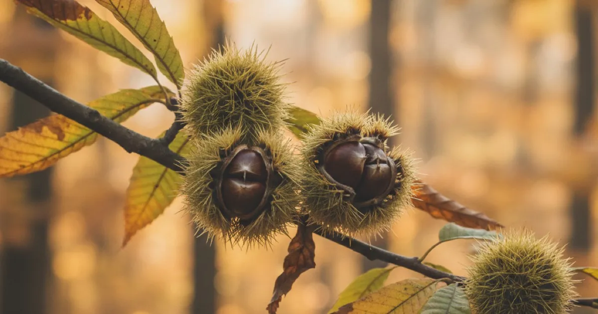 Chestnut Tree Identification: American, Chinese, and Horse Chestnut