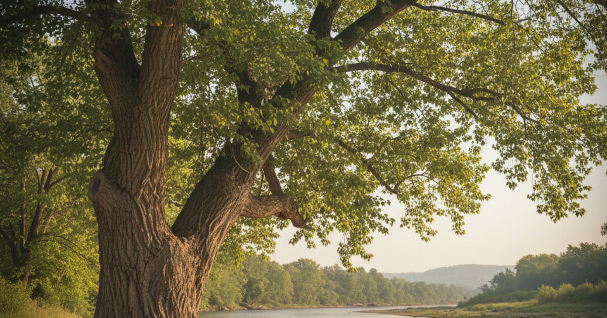 Cottonwood Tree Identification: A Complete Field Guide