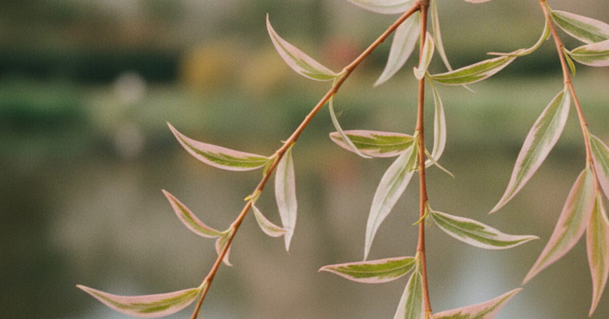 Dappled Willow: Identification, Care, and Landscaping Guide