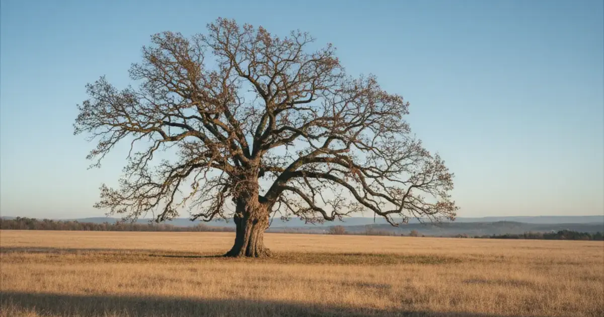 Drought Tolerant Trees: 10 Species That Thrive Without Rain