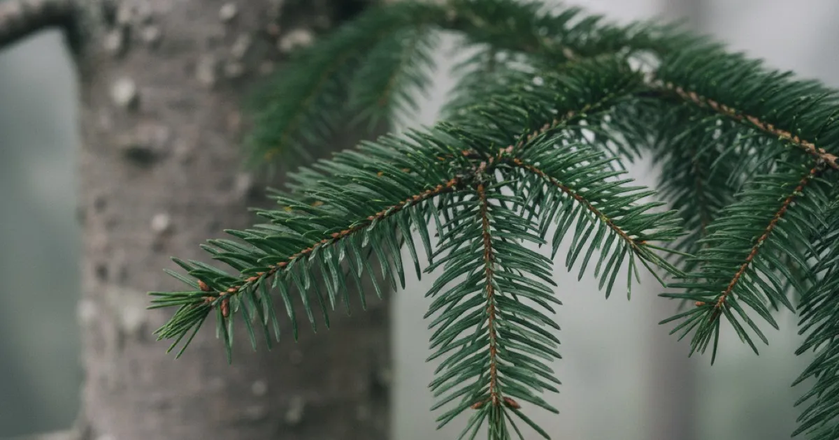 Fir Tree Identification: 7 Species by Needle, Cone, and Bark