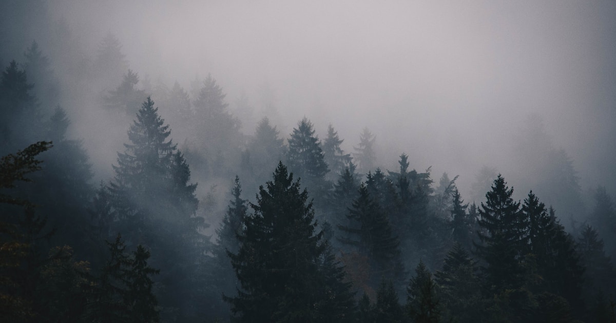 How Do Trees Communicate? The Wood Wide Web