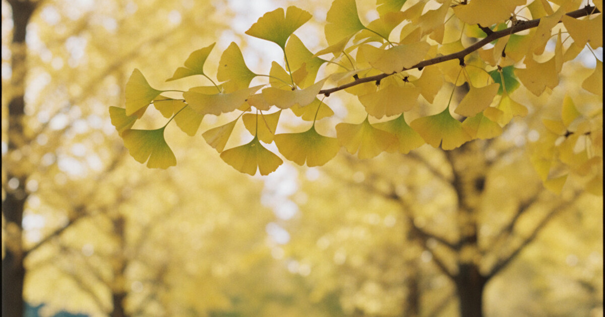 Ginkgo Tree Identification: Fan Leaves, Fruit, and Bark