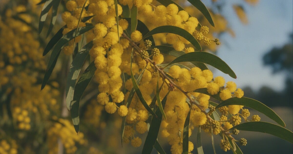 Golden Wattle: Leaves, Flowers and Identification Guide