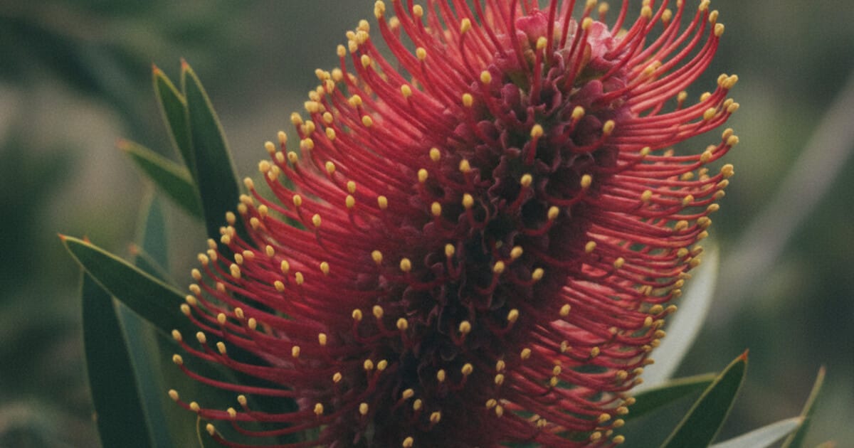 Grevillea Identification: Flowers, Leaves, Species Guide
