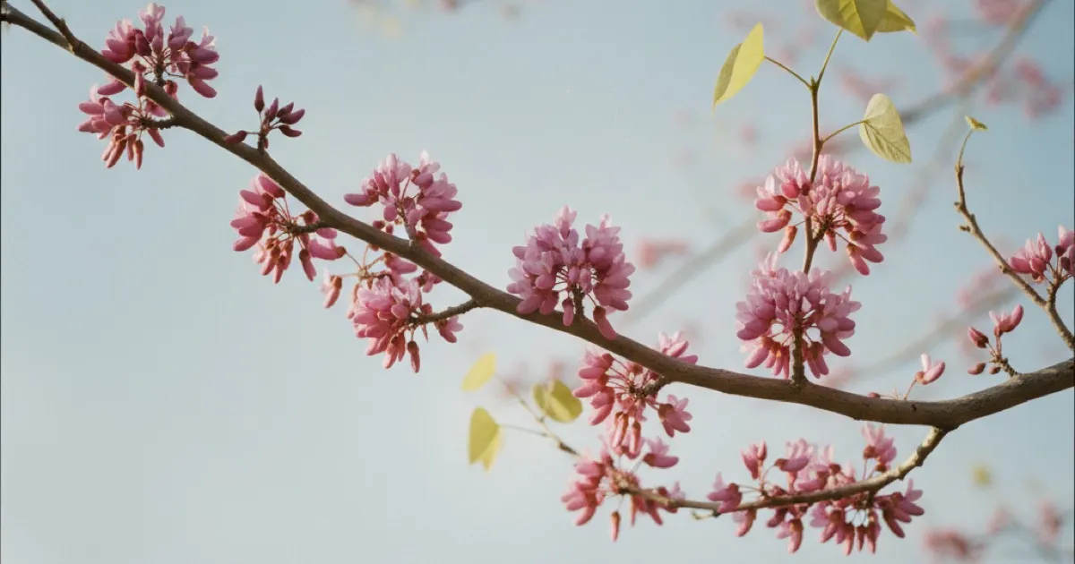 How to Identify Trees in Spring: Flowers, Buds, and Early Leaves