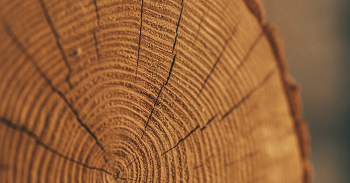How to Identify Wood by Grain: A Visual Field Guide