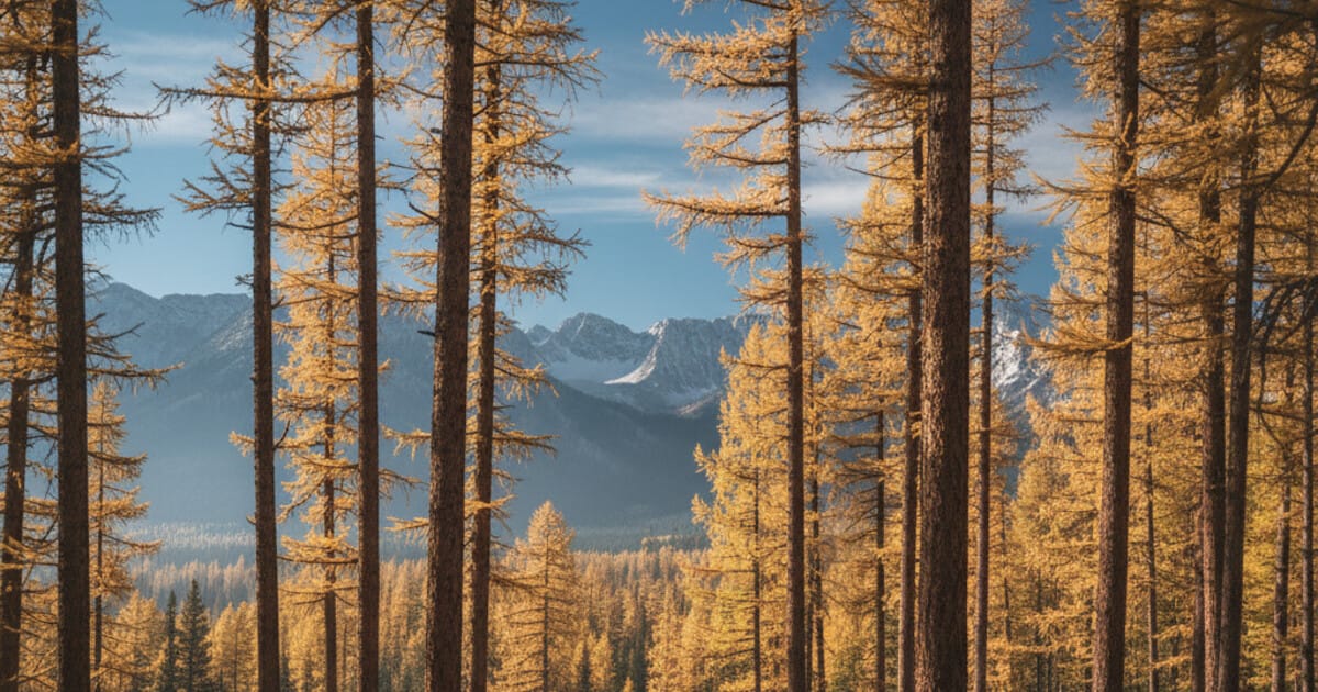 Larch Tree Identification: 7 Reliable Signs