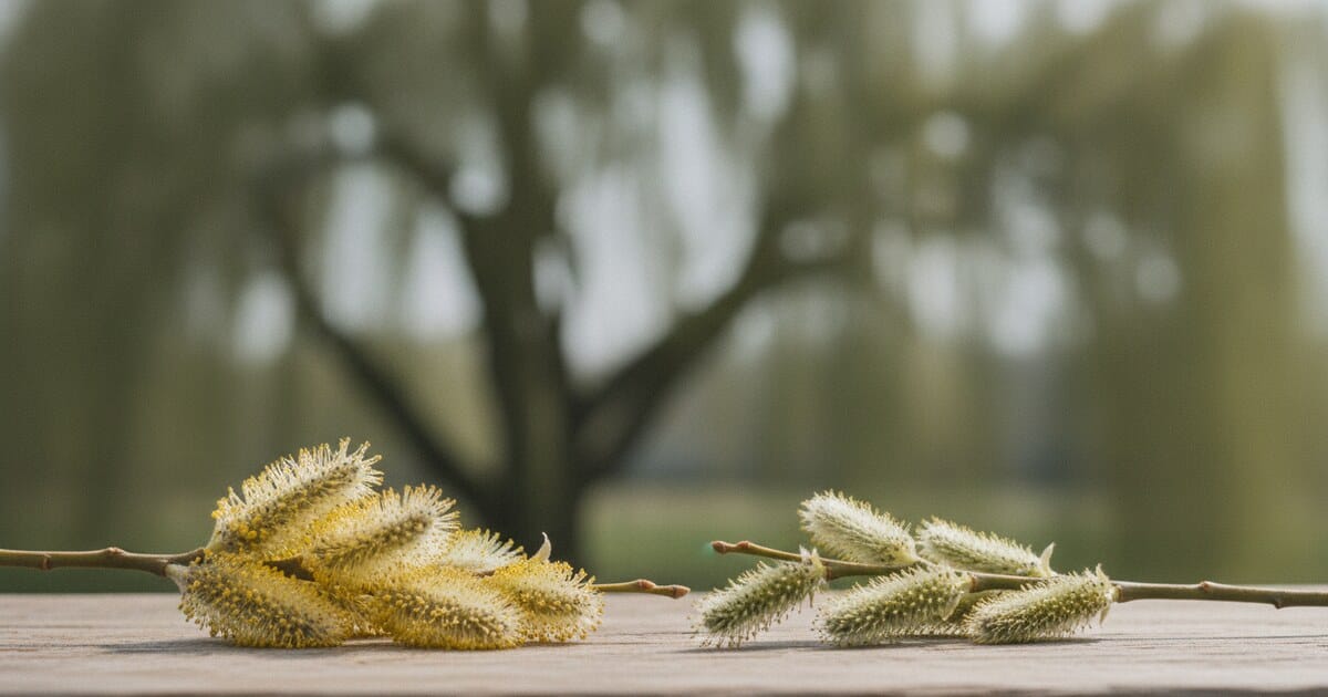 Male vs Female Willow Tree: How to Tell the Difference