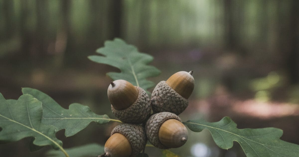 Overcup Oak Tree Identification: 7 Reliable Signs