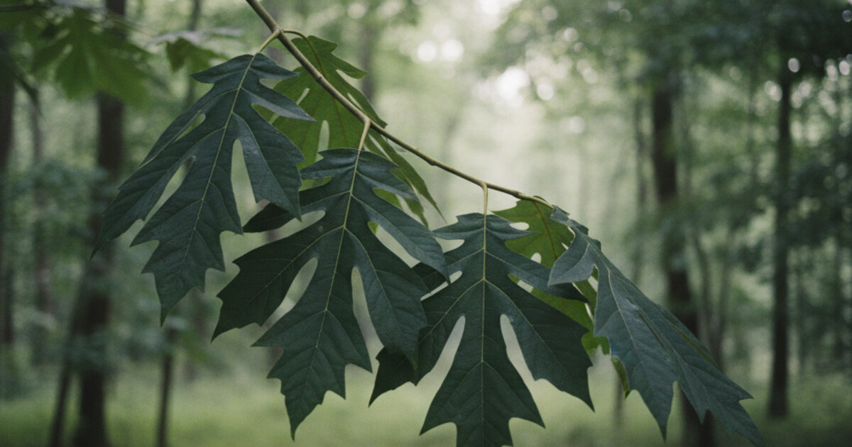 Pawpaw Tree Identification: Leaves, Bark, and Fruit