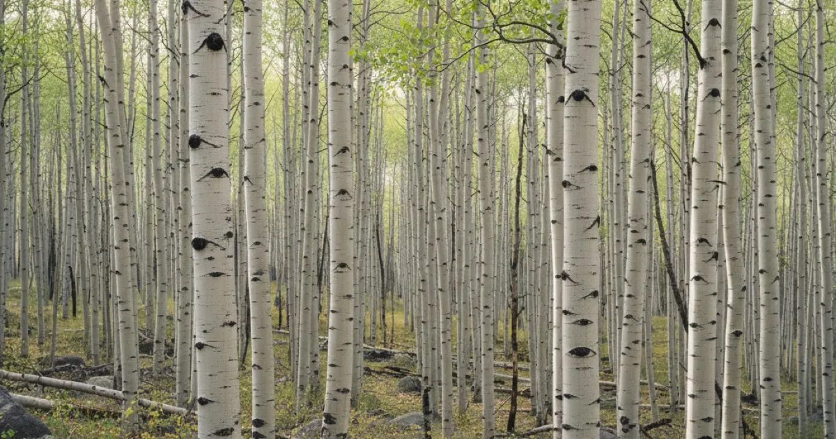 Poplar Tree Identification: Cottonwood, Aspen, and More