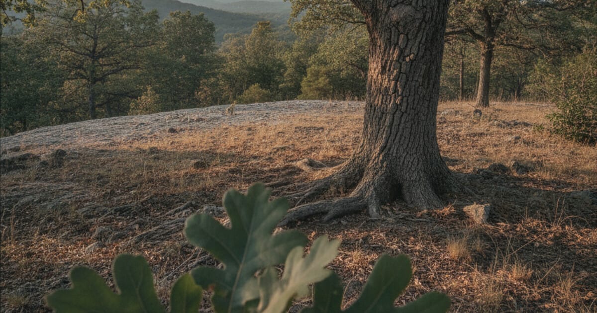 Post Oak Tree Identification: 7 Reliable Signs