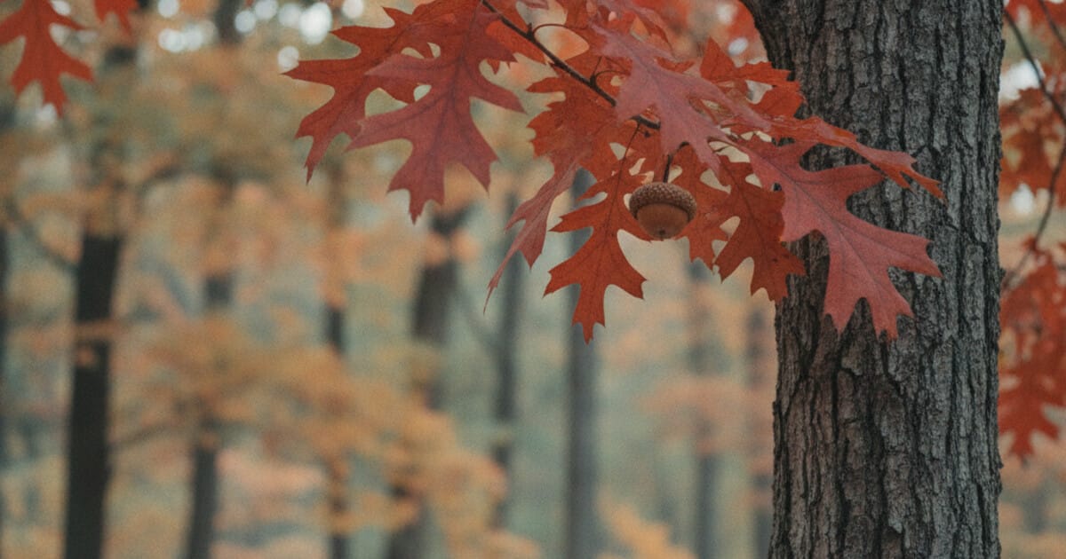 Red Oak Tree Identification: 7 Reliable Signs