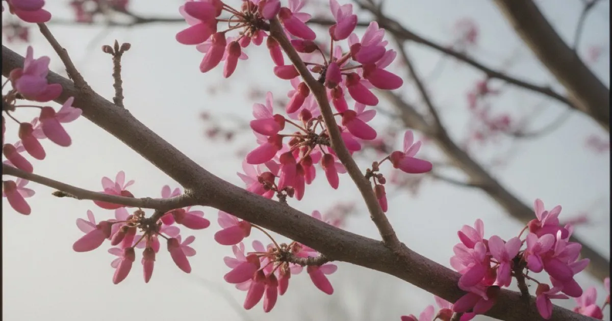 Redbud Tree Identification: Heart-Shaped Leaves and Pink Blooms