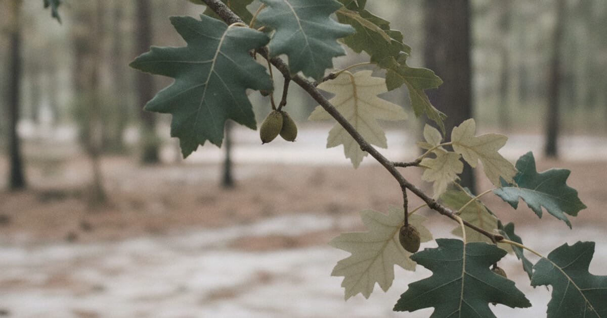 Sand Hickory Tree Identification: 7 Reliable Signs