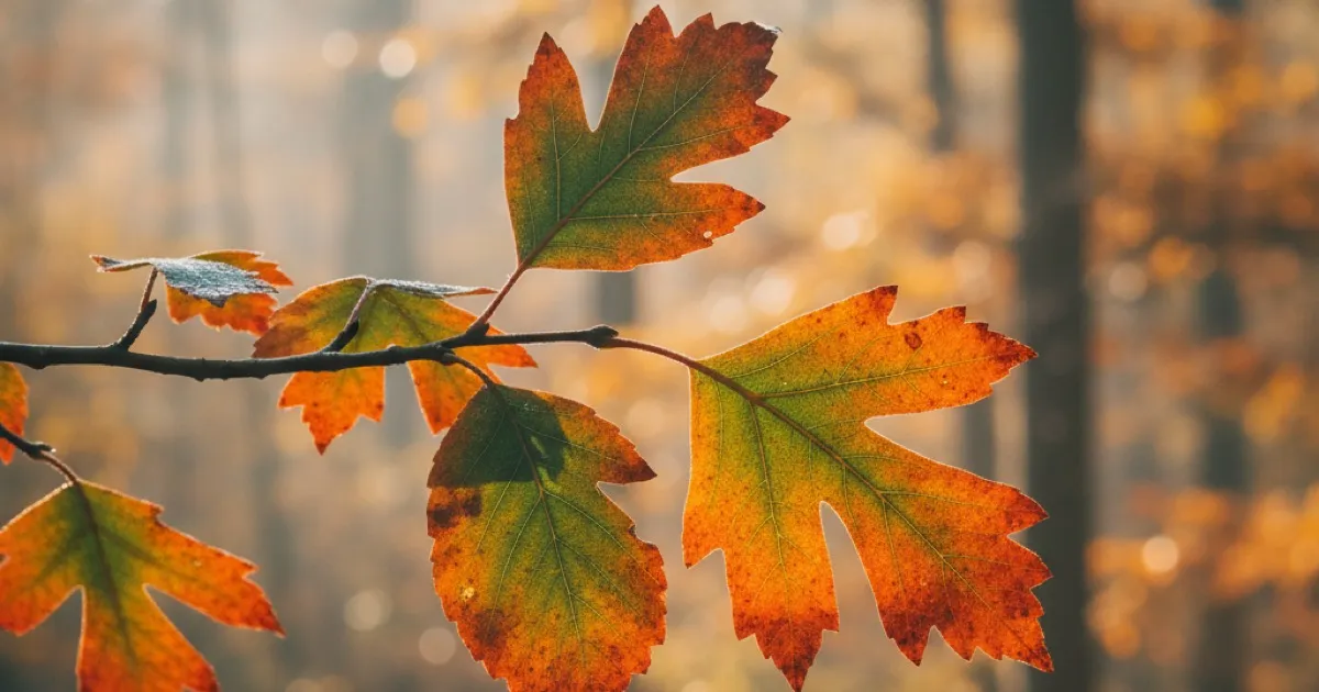 Sassafras Tree Identification: Mitten Leaves and Root Beer Bark