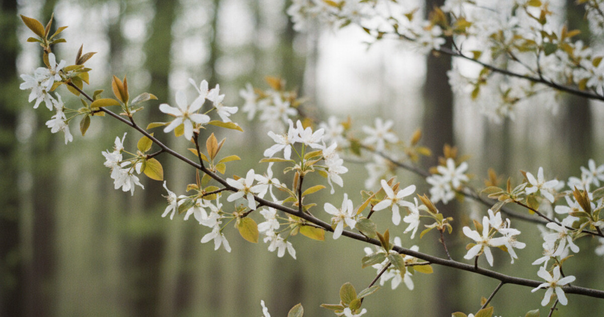 Serviceberry Tree Identification: Blooms, Leaves, and Berries