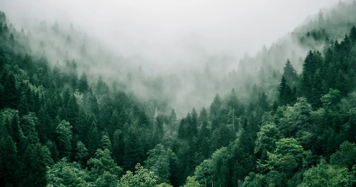 How to Identify Trees by Their Bark