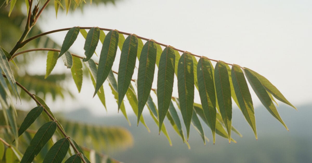 Tree of Heaven Identification: 6 Clear Signs