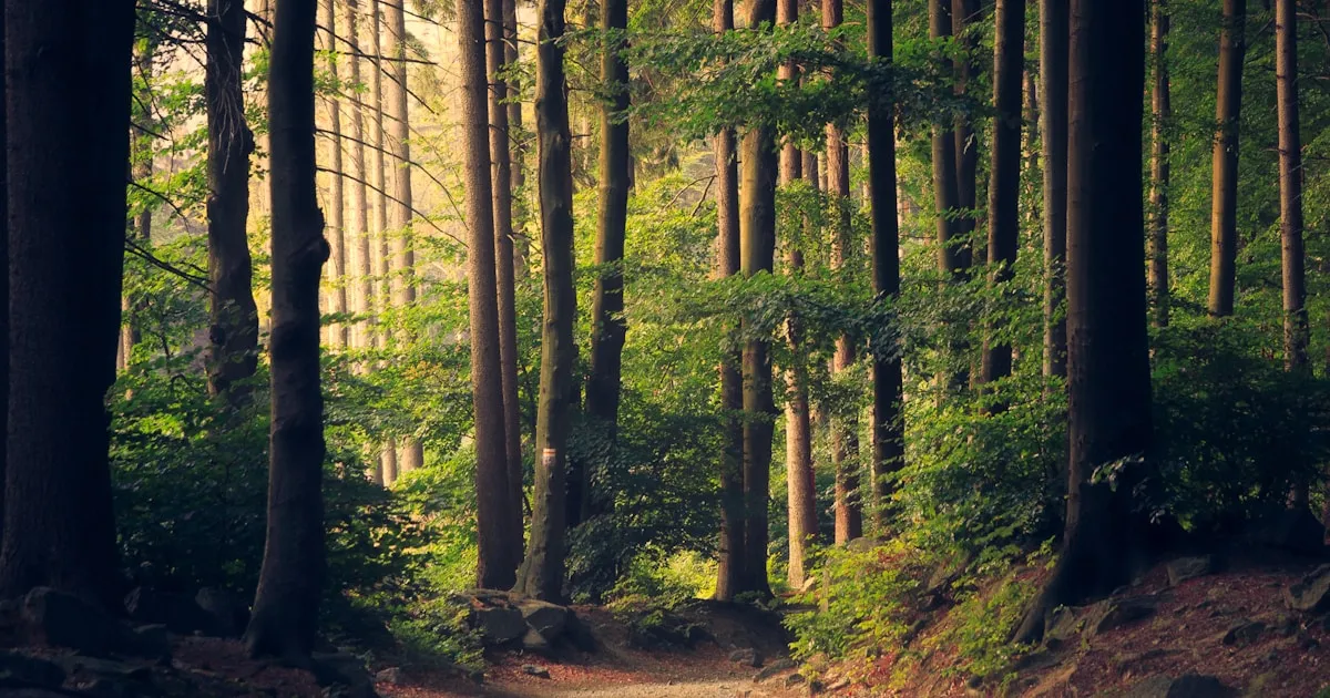 How to Take the Perfect Photo for Tree ID