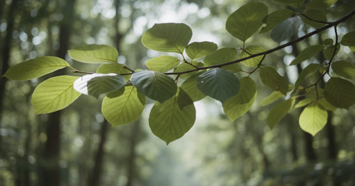 Trees With Alternate Leaves: 9 Species Identified