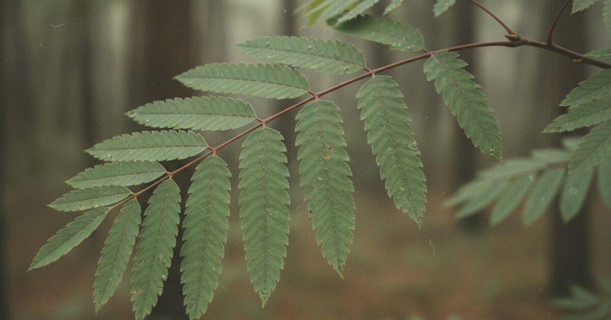 Trees With Compound Leaves: 9 Species Identified