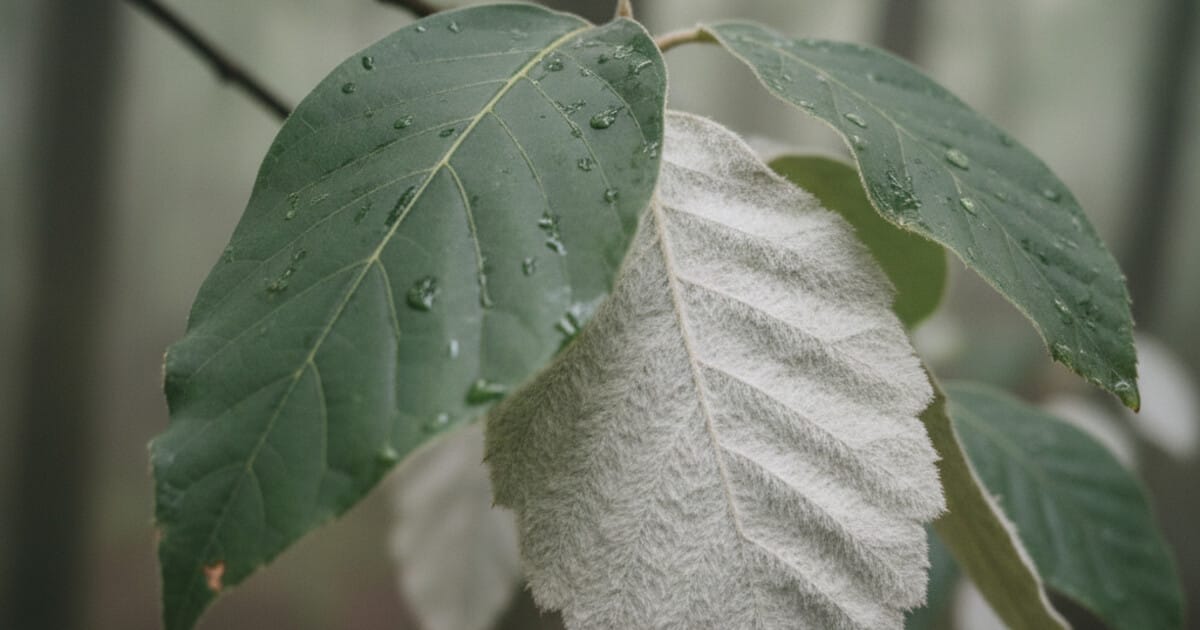 Trees With Fuzzy Leaves: 8 Species Identified