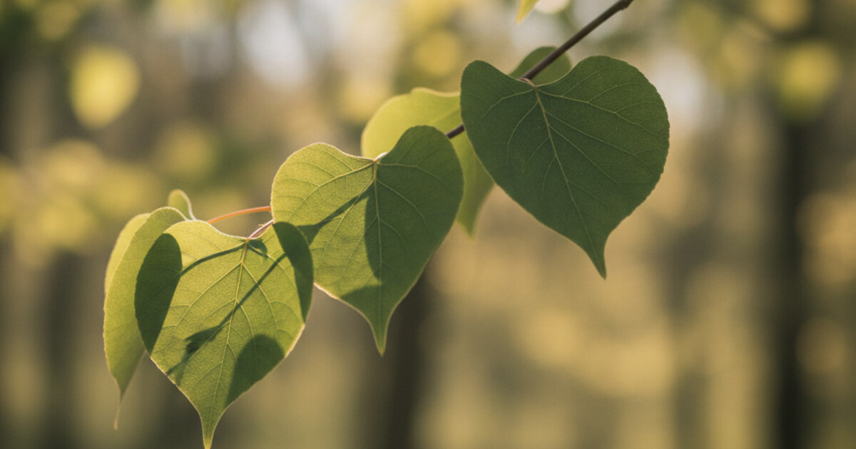 Trees With Heart-Shaped Leaves: 8 Species Identified