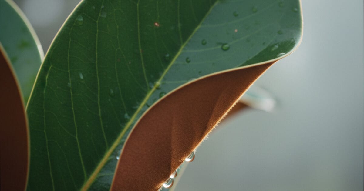 Trees With Leathery Leaves: 8 Species Identified