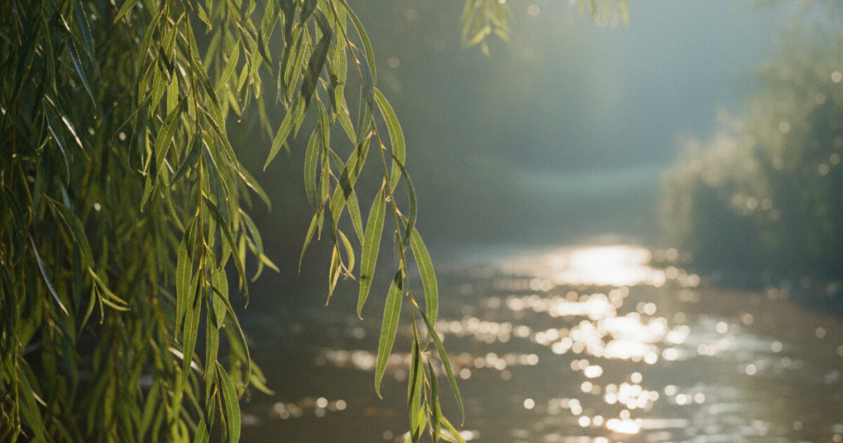 Trees With Narrow Leaves: 8 Species Identified