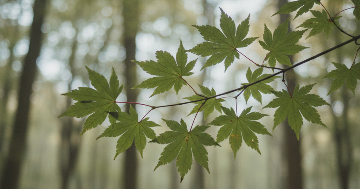 Trees With Opposite Leaves: 8 Species to Know