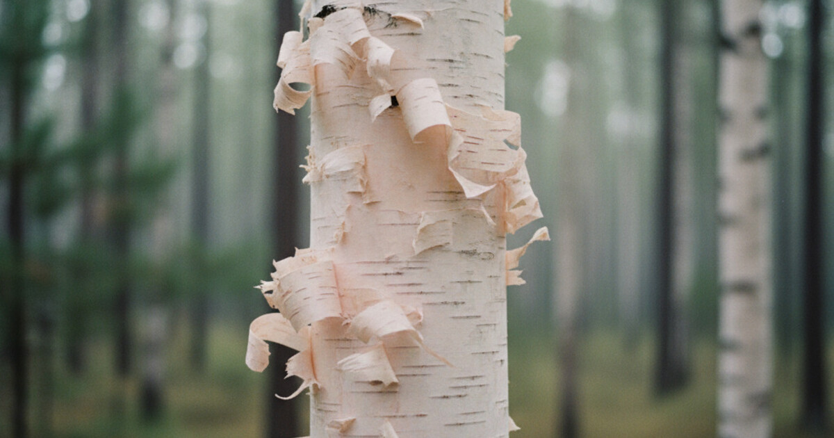 Trees With Peeling Bark: 8 Species Identified