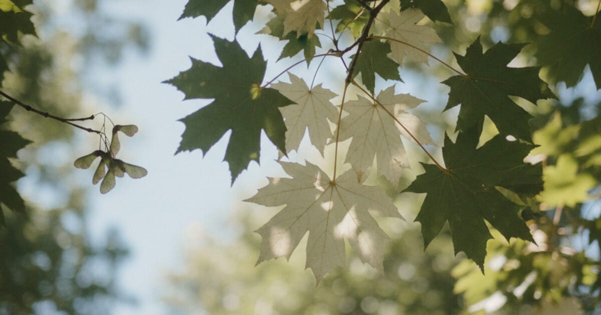 Trees With Silver Leaves: 8 Species Identified