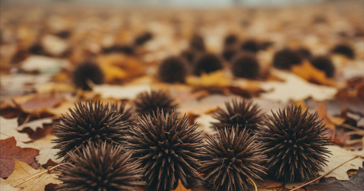 Trees With Spiky Seed Balls: 7 Species Identified