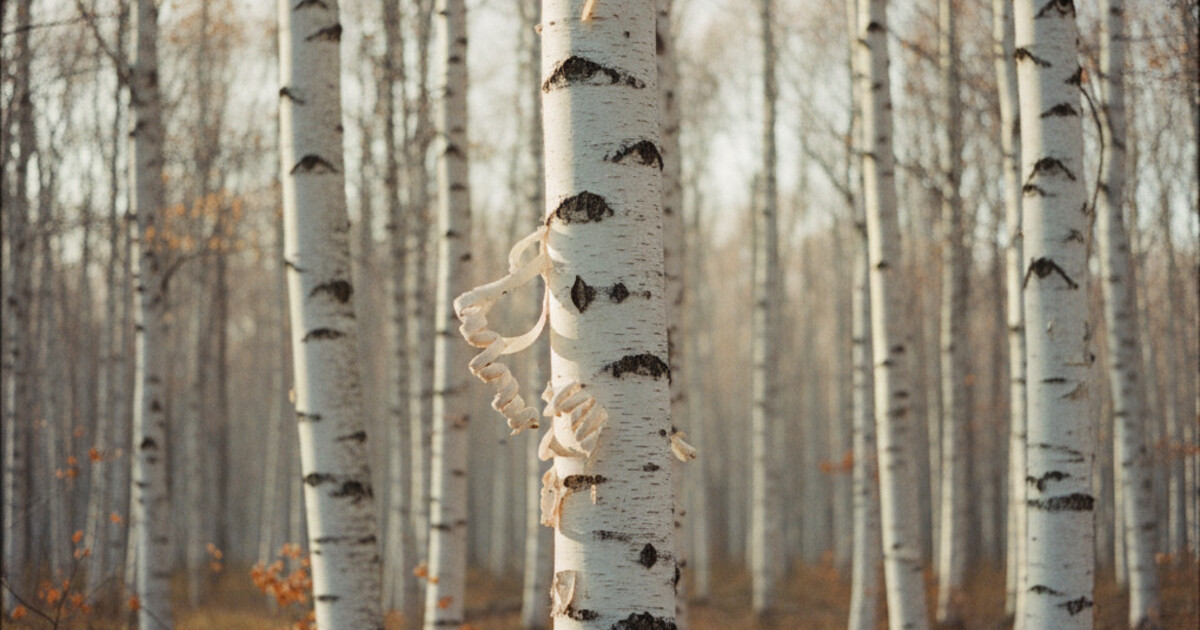 Trees With White Bark: 7 Species Identified