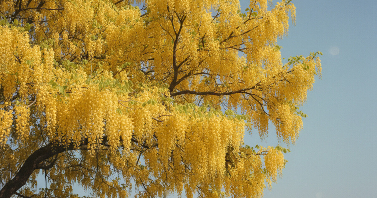 Trees With Yellow Flowers: 9 Species Identified