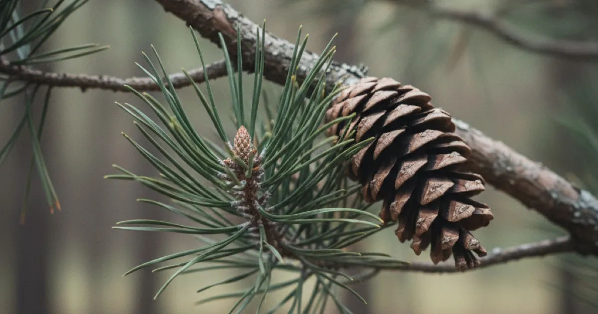 Types of Pine Trees: 14 Species Identified by Needle and Bark
