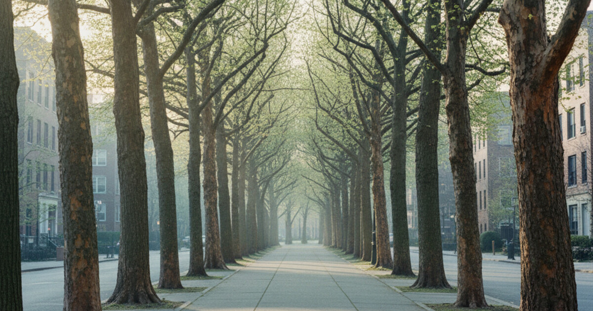 Urban Tree Identification: 10 Common Street Trees Explained