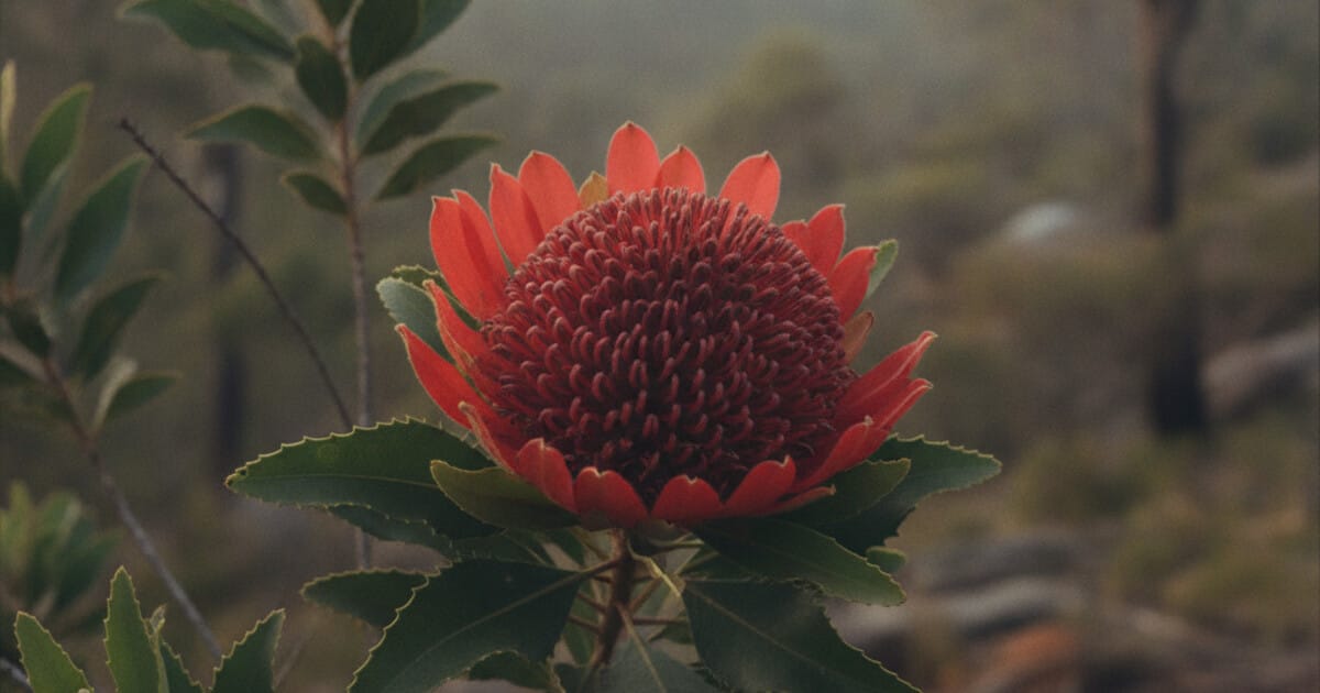 Waratah Identification: Leaves, Flower, and Habitat