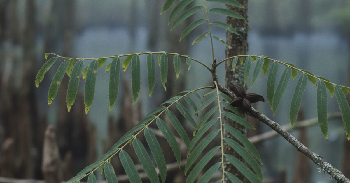 Water Hickory Tree Identification: 7 Reliable Signs